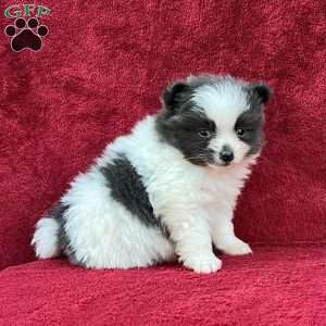 Ragen, Pomeranian Puppy
