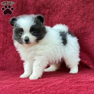 Ragen, Pomeranian Puppy