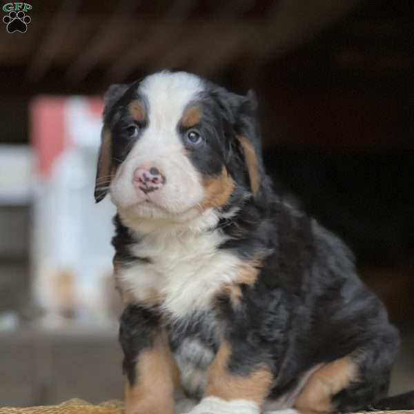 Treasure, Bernese Mountain Dog Puppy