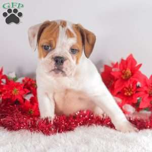 Trixie, English Bulldog Puppy