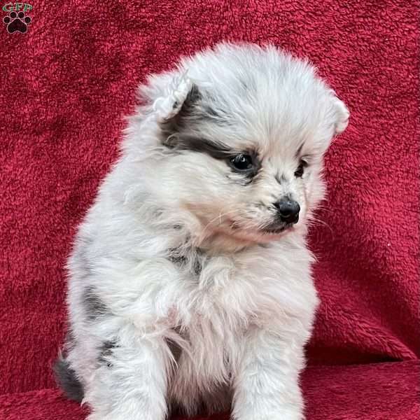 Reba, Pomeranian Puppy