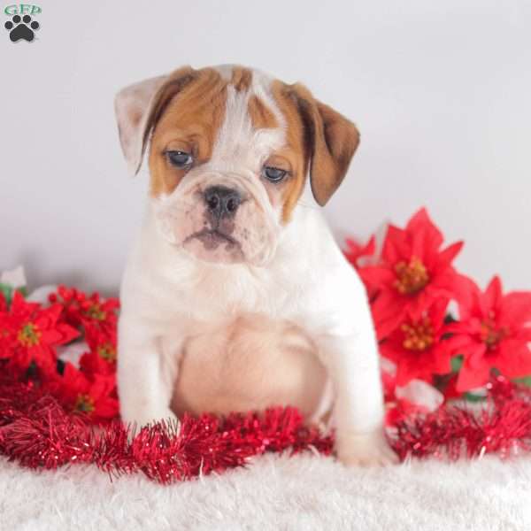 Trixie, English Bulldog Puppy