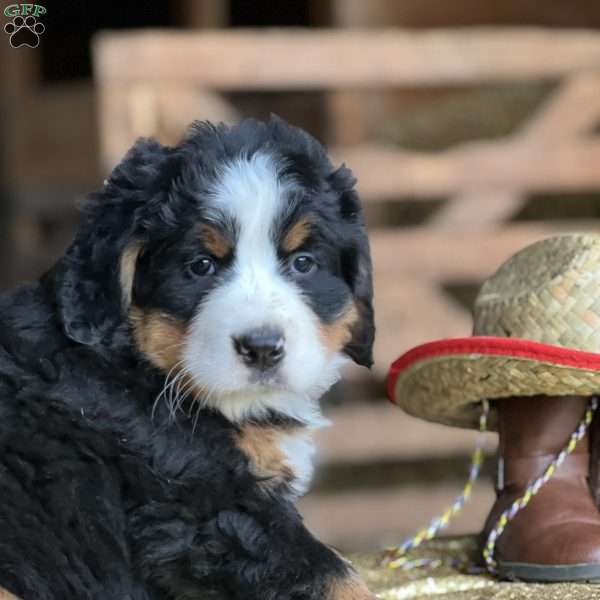 Tiffany, Bernese Mountain Dog Puppy