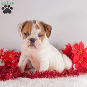 Trixie, English Bulldog Puppy