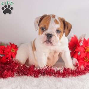 Trixie, English Bulldog Puppy