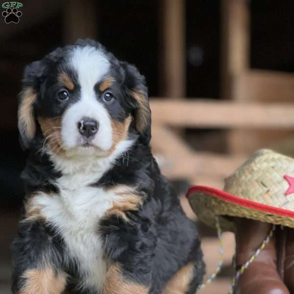 Therese, Bernese Mountain Dog Puppy