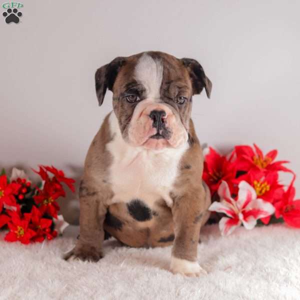 Tango, English Bulldog Puppy