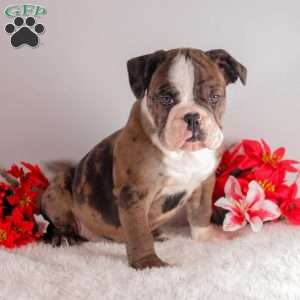 Tango, English Bulldog Puppy