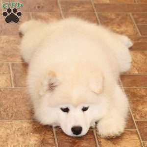 Yasmin, Samoyed Puppy