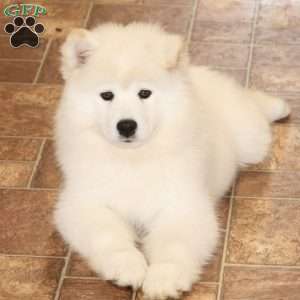Yasmin, Samoyed Puppy