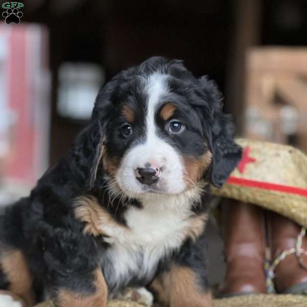 Teddy, Bernese Mountain Dog Puppy