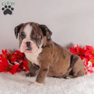 Tango, English Bulldog Puppy