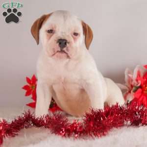 Trinity, English Bulldog Puppy