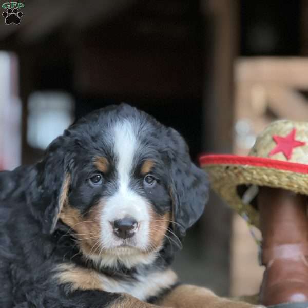 Tyson, Bernese Mountain Dog Puppy