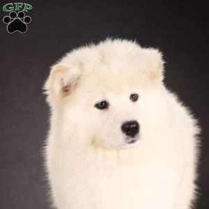 Yasmin, Samoyed Puppy