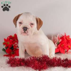 Trinity, English Bulldog Puppy