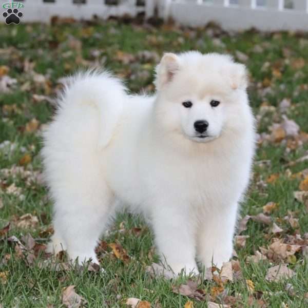 Yasmin, Samoyed Puppy