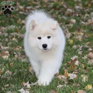 Yasmin, Samoyed Puppy