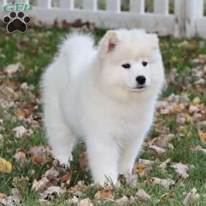 Yasmin, Samoyed Puppy