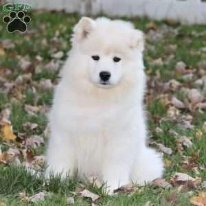 Yasmin, Samoyed Puppy