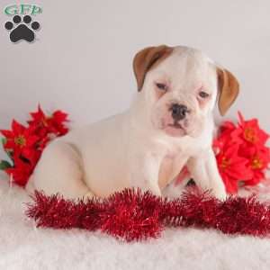 Trinity, English Bulldog Puppy