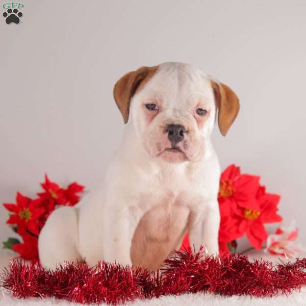 Trinity, English Bulldog Puppy