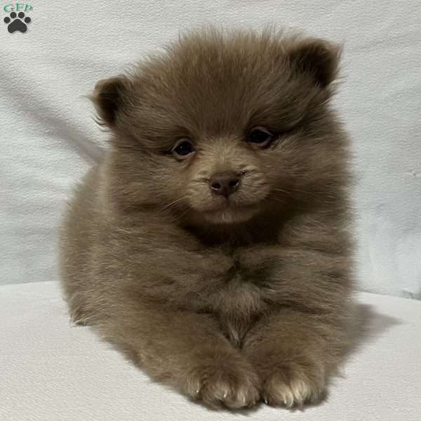Ronnie, Pomeranian Puppy