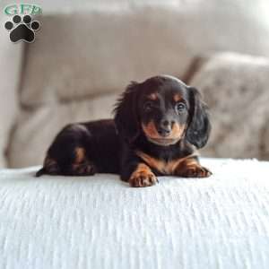 Poppy, Dachshund Puppy