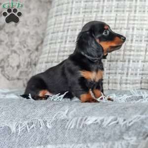 Poppy, Dachshund Puppy
