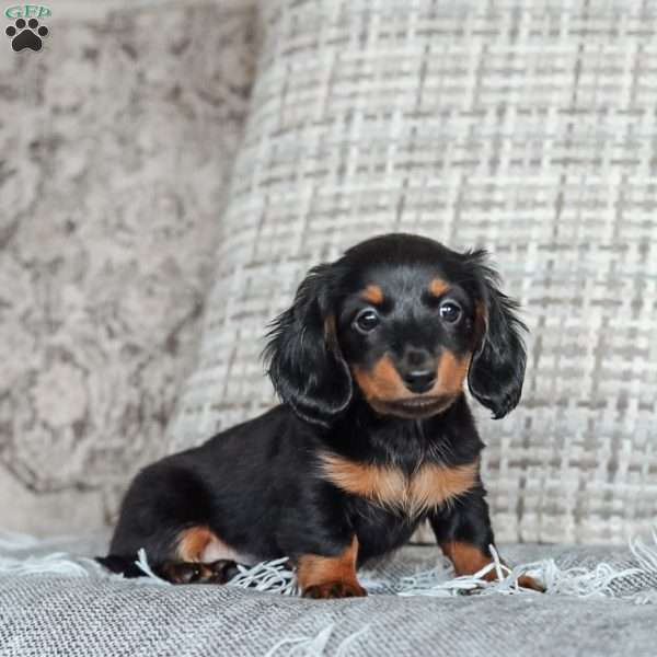 Poppy, Dachshund Puppy