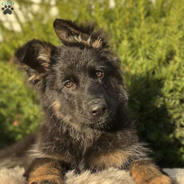 Gunner, German Shepherd Puppy