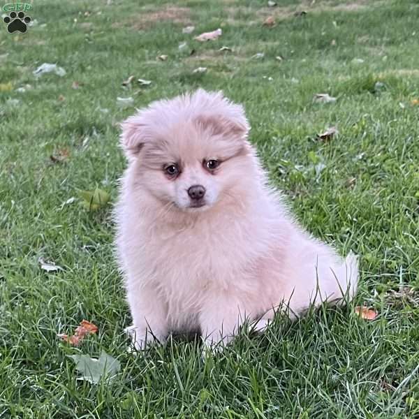 Gracie, Pomeranian Puppy