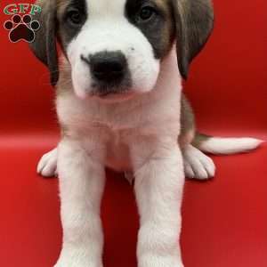 Leo, Saint Bernard Puppy