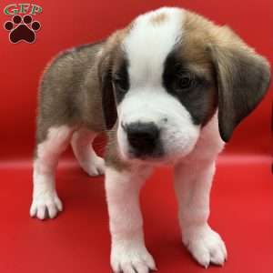 Leo, Saint Bernard Puppy