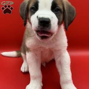 Leo, Saint Bernard Puppy
