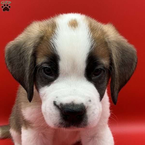 Leo, Saint Bernard Puppy