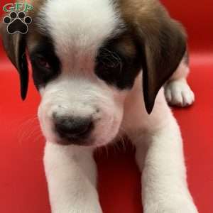 Lucky, Saint Bernard Puppy