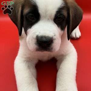 Lucky, Saint Bernard Puppy