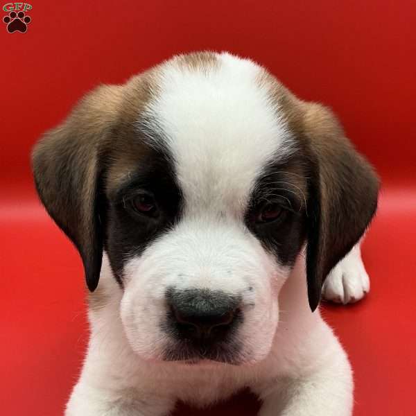 Lucky, Saint Bernard Puppy