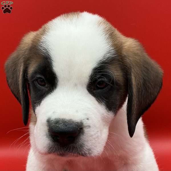 Lucky, Saint Bernard Puppy