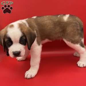 Lucky, Saint Bernard Puppy