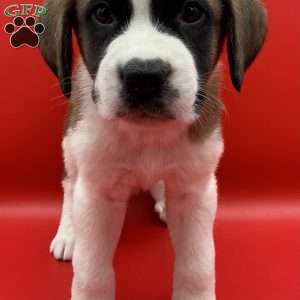Lenny, Saint Bernard Puppy