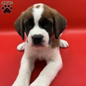 Lenny, Saint Bernard Puppy