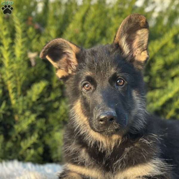 Bullet, German Shepherd Puppy