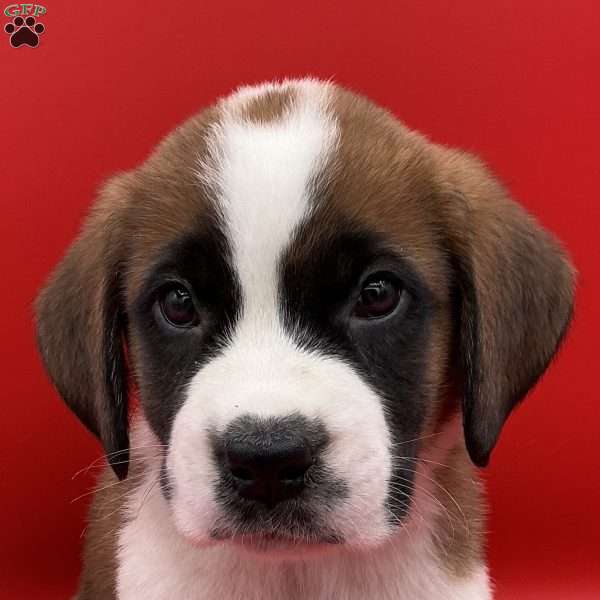 Lenny, Saint Bernard Puppy