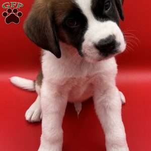 Lenny, Saint Bernard Puppy