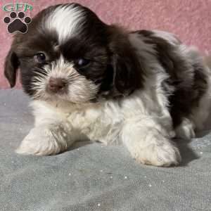 Glitter, Shih Tzu Puppy
