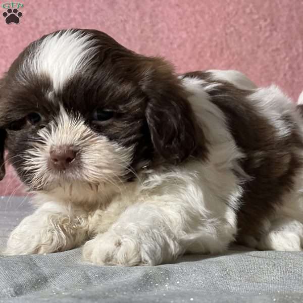 Glitter, Shih Tzu Puppy
