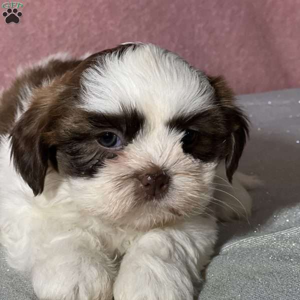 Gigi, Shih Tzu Puppy