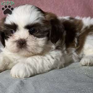 Gigi, Shih Tzu Puppy